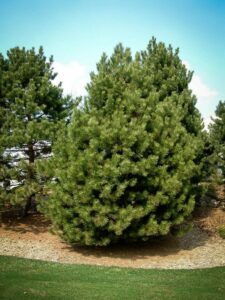 Сосна Чёрная (Pinus Nigra) купить по цене от 270.00р. в интернет-магазине «Посадика» с доставкой почтой в в Абазе и по всей России – [изображение №1].