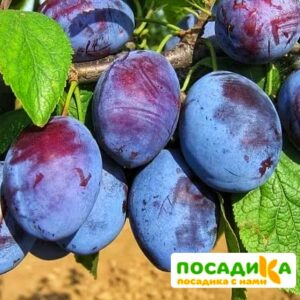 Слива Чачакская ранняя купить по цене от 229.00р. в интернет-магазине «Посадика» с доставкой почтой в в Абазе и по всей России – [изображение №1].