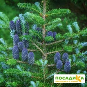 Пихта корейская (Abies koreana) купить по цене от 450.00р. в интернет-магазине «Посадика» с доставкой почтой в в Абазе и по всей России – [изображение №1].