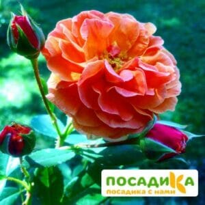 Роза Арабия купить по цене от 350.00р. в интернет-магазине «Посадика» с доставкой почтой в в Абазе и по всей России – [изображение №1].