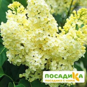 Сирень Примроуз (Primrose) купить по цене от 529.00р. в интернет-магазине «Посадика» с доставкой почтой в в Абазе и по всей России – [изображение №1].