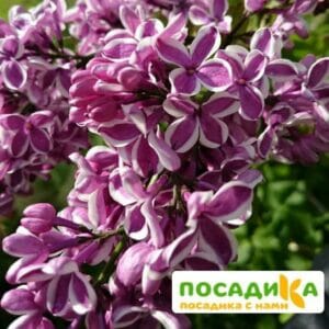 Сирень Сенсация купить по цене от 529.00р. в интернет-магазине «Посадика» с доставкой почтой в в Абазе и по всей России – [изображение №1].