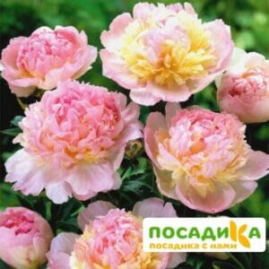 Пион Распберри Сандей (Paeonia Raspberry Sundae) купить по цене от 959р. в интернет-магазине «Посадика» с доставкой почтой в в Абазе и по всей России – [изображение №1].