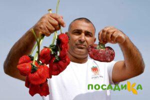 Клубника Гигант Джорнея купить по цене от 266р. в интернет-магазине «Посадика» с доставкой почтой в в Абазе и по всей России – [изображение №1].