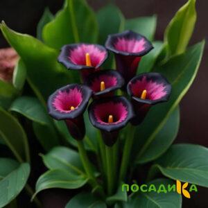 Калла Аура Лейс купить по цене от 400р. в интернет-магазине «Посадика» с доставкой почтой в в Абазе и по всей России – [изображение №1].