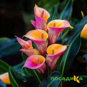 Калла Оникс купить по цене от 450р. в интернет-магазине «Посадика» с доставкой почтой в в Абазе и по всей России – [изображение №1].