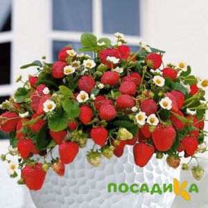 Клубника Рубиновый Шепот (горшечная) купить по цене от 240р. в интернет-магазине «Посадика» с доставкой почтой в в Абазе и по всей России – [изображение №1].