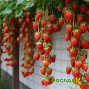 Клубника вьющаяся Комплимент купить по цене от 470р. в интернет-магазине «Посадика» с доставкой почтой в в Абазе и по всей России – [изображение №1].