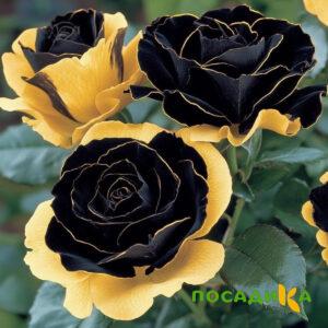 Роза Ханни Сикл купить по цене от 700р. в интернет-магазине «Посадика» с доставкой почтой в в Абазе и по всей России – [изображение №1].