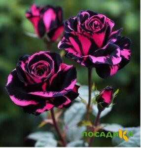 Роза Багровый Шепот купить по цене от 366р. в интернет-магазине «Посадика» с доставкой почтой в в Абазе и по всей России – [изображение №1].