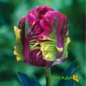 Тюльпан Экзотик Хэвен купить по цене от 186р. в интернет-магазине «Посадика» с доставкой почтой в в Абазе и по всей России – [изображение №1].