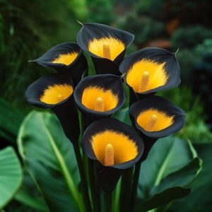 Калла Легато купить по цене от 620р. в интернет-магазине «Посадика» с доставкой почтой в в Абазе и по всей России – [изображение №1].