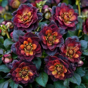 Морозник Сноу Дроп купить по цене от 348р. в интернет-магазине «Посадика» с доставкой почтой в в Абазе и по всей России – [изображение №1].