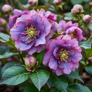 Морозник Айс Принцесс Чарм купить по цене от 650р. в интернет-магазине «Посадика» с доставкой почтой в в Абазе и по всей России – [изображение №1].